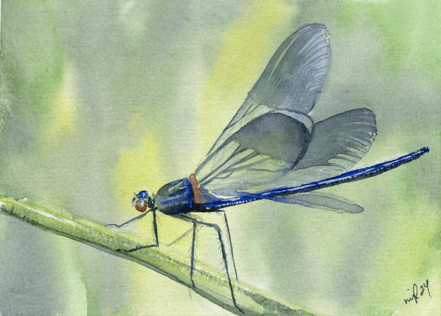 Watercolor 5 x 7 "Dragonfly" $52