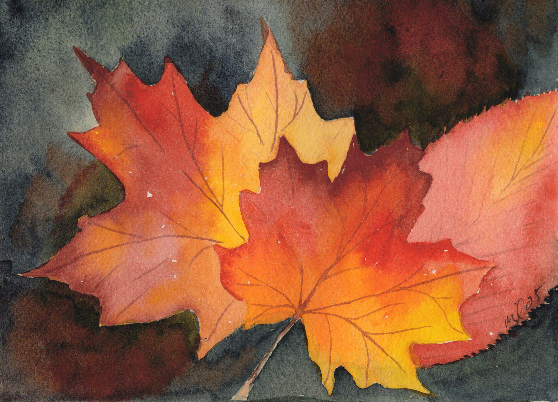 Watercolor 5 x 7 "Two maple and an Aspen" $52